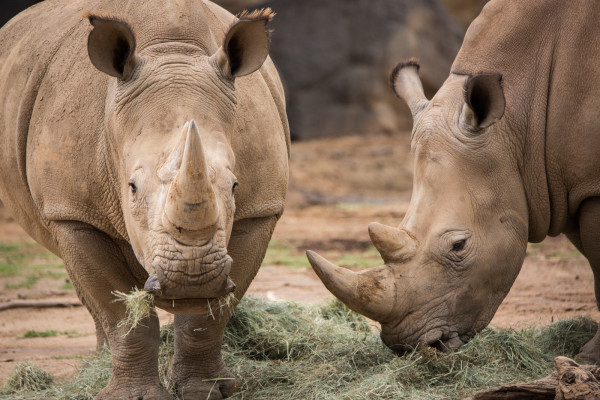 4º temporada de O Zoológico começa a ser exibida em janeiro no Animal Planet